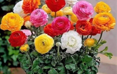 室內(nèi)養(yǎng)花有哪些注意事項(xiàng)？