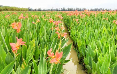 水生植物生態(tài)作用是什么？