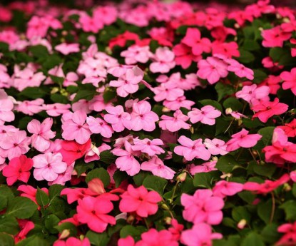 非洲鳳仙花