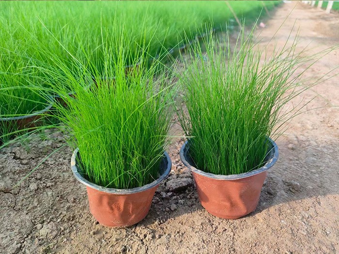 細(xì)莖針茅