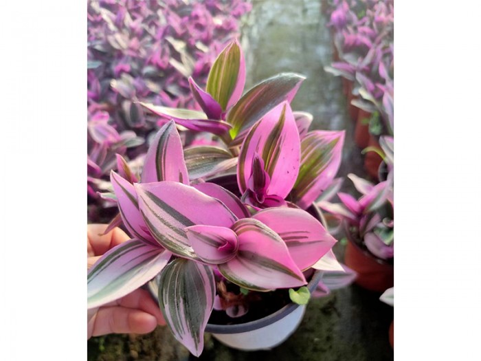 婚禮油畫