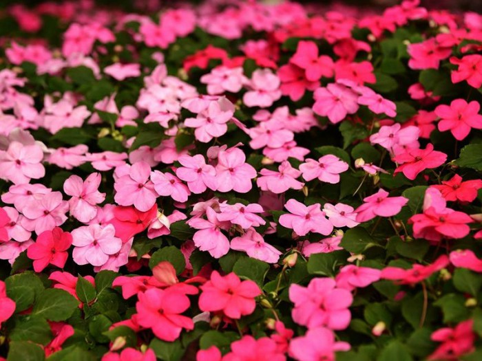 非洲鳳仙花