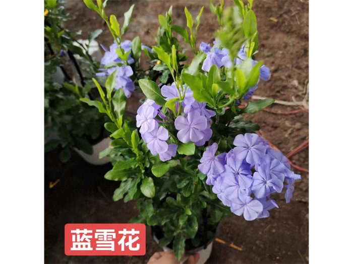 藍(lán)雪花