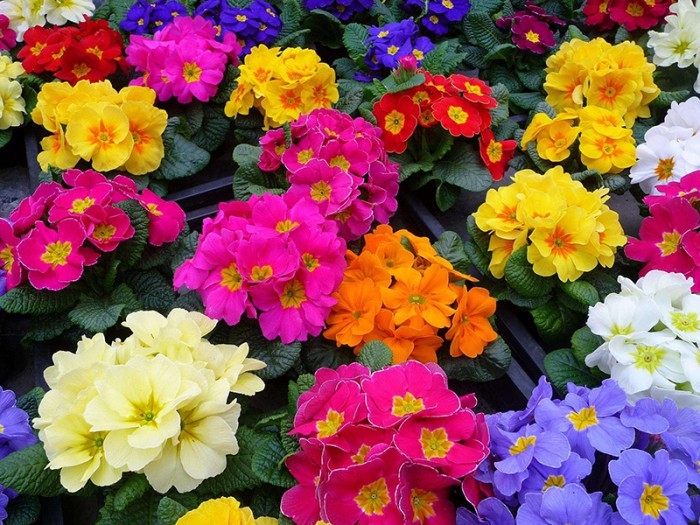報春花